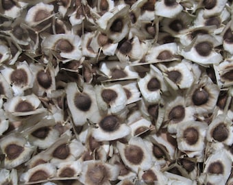 50 moringa seeds