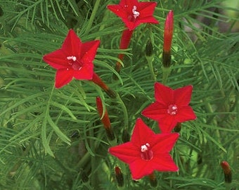 cypress vine seeds