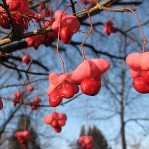 Eastern wahoo seeds image 1