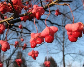 Eastern wahoo seeds