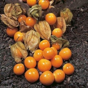 cape gooseberry seeds