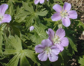 wild geranium seeds