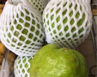 Thai guava seeds