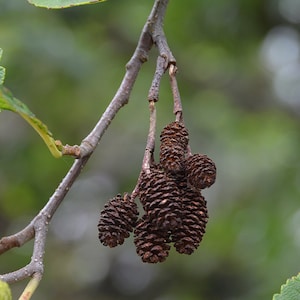 Alnus serrulata Samen