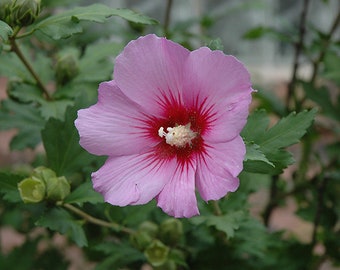 50 pink rose of sharon seeds