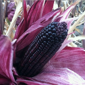 May include: A close-up of a purple corn cob with dark purple kernels, still in its husk. The husk is a deep purple color with a slight sheen.