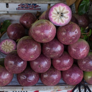 Star apple seeds Chrysophyllum cainito