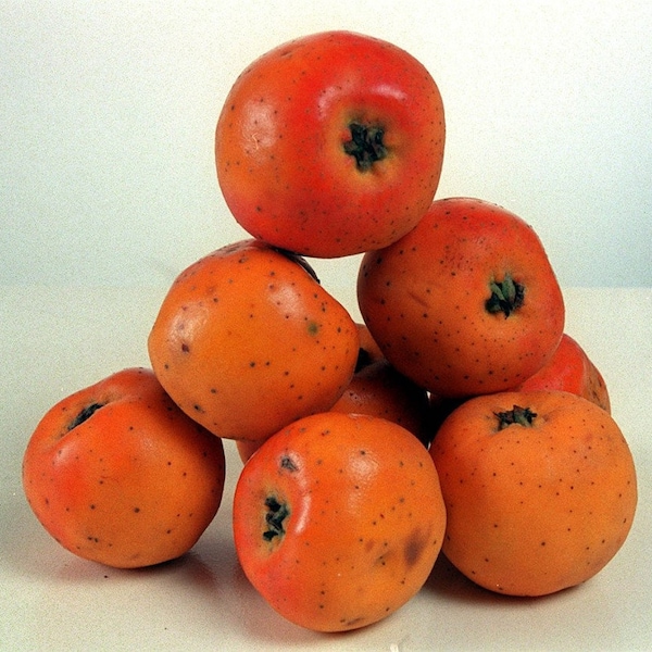 tejocote manzanita seeds