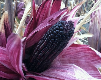 20 purple peruvian corn seeds