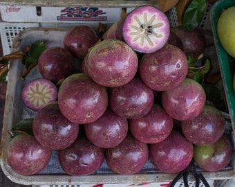 Star apple seeds Chrysophyllum cainito