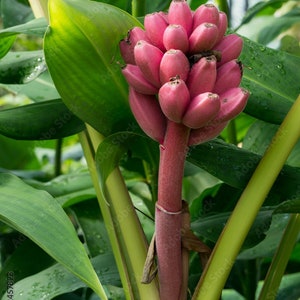 以下が含まれることがあります： 緑の葉のついた植物に生えているピンクのバナナの房