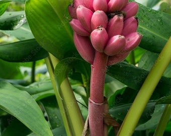 15 pink banana seeds Musa Velutina