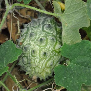 20 Kiwano Seeds