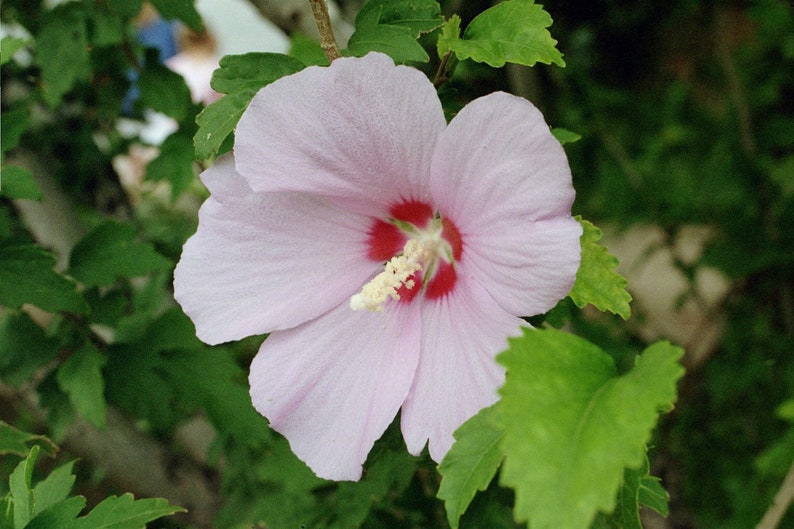 K&ouml;nnte beinhalten: Eine einzelne rosa Hibiskusbl&uuml;te mit roter Mitte und wei&szlig;en Staubf&auml;den. Die Bl&uuml;te ist in voller Bl&uuml;te und von gr&uuml;nen Bl&auml;ttern umgeben.