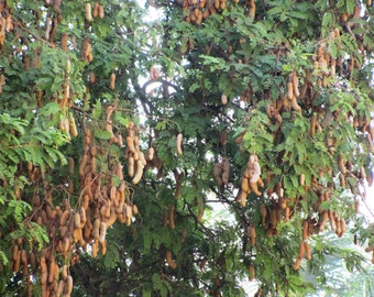 Tamarind Seeds - Tamarindus Indica