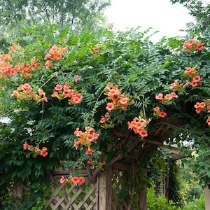 red orange trumpet creeper seeds