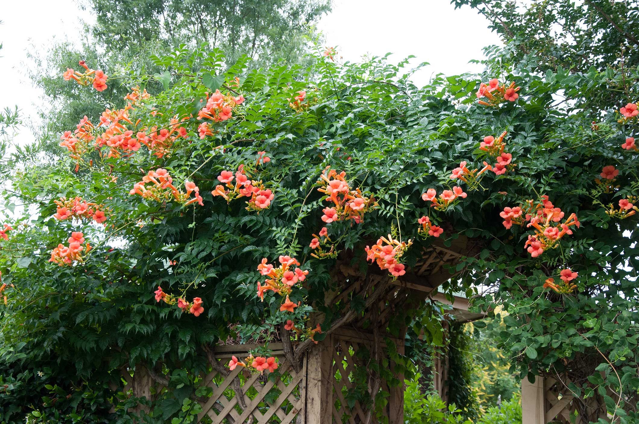 red orange trumpet creeper seeds