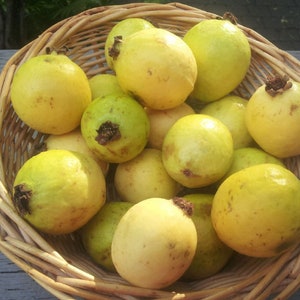 lemon Guava seeds o guayaba seeds,