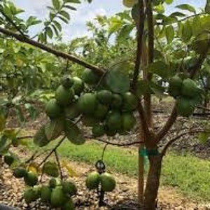 May include: A close-up of a lime tree laden with green limes. The tree is in a field with other trees in the background.