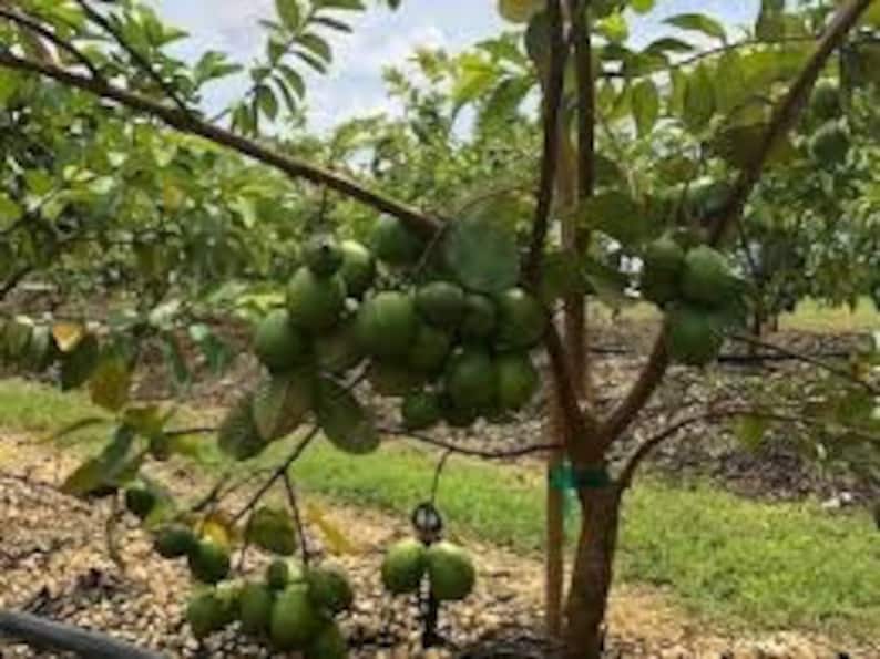 May include: A close-up of a lime tree laden with green limes. The tree is in a field with other trees in the background.