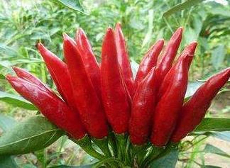 Chinese Chiles chiles Japones Etsy