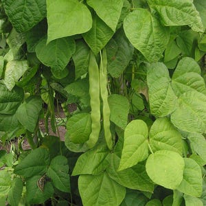 Può includere: Primo piano di una pianta di fagiolini con grandi foglie strutturate. Due lunghi baccelli di fagiolini verde chiaro pendono dalla pianta, mostrando le verdure fresche. L'immagine mette in evidenza la bellezza naturale della pianta e dei suoi fagiolini commestibili.