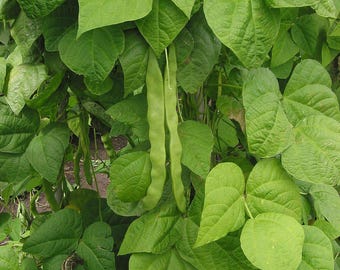 Mayocoba Bean Seeds