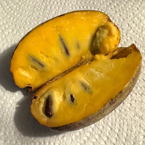 potomac pawpaw tree seeds