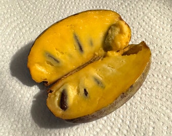 semilla de pawpaw