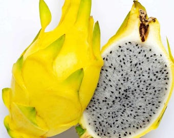 Yellow Skin Dragonfruit seeds Selenicereus undatus