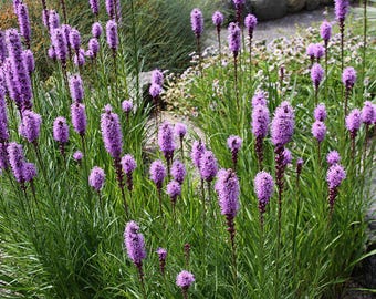 Liatris Seeds Liatris aspera