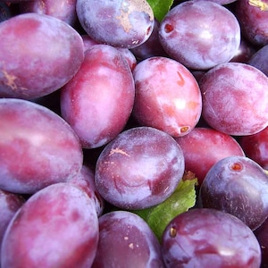 sugar plum seeds