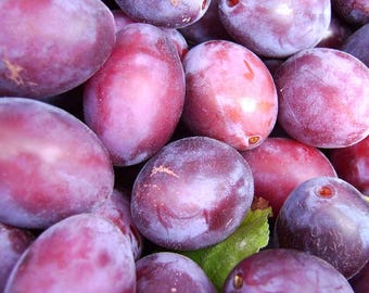 sugar plum seeds