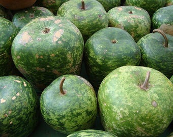 Apple Gourd Seeds ~ Lagenaria siceraria