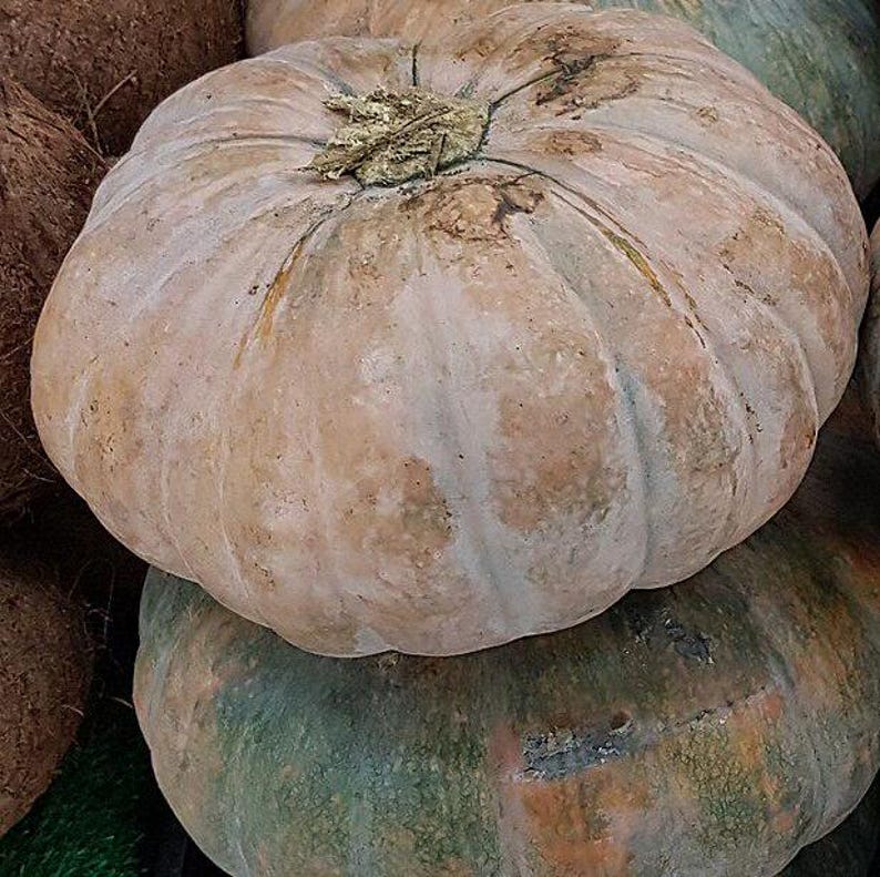 May include: Two large pumpkins, one on top of the other. The top pumpkin is a pale beige color with a slightly rough texture. The bottom pumpkin is a darker green color with a smooth texture.