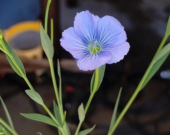 Flax Seeds Linum usitatissimum