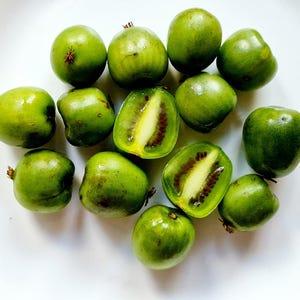 Kiwiberry seeds Actinidia arguta