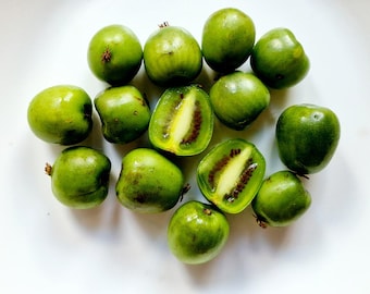 Kiwiberry seeds Actinidia arguta