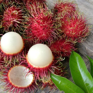 rambutan seeds Nephelium lappaceum