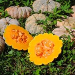 May include: A close-up of a cut pumpkin with bright orange flesh and seeds. The pumpkin is surrounded by whole pumpkins of various sizes and colors, including white, green, and orange.