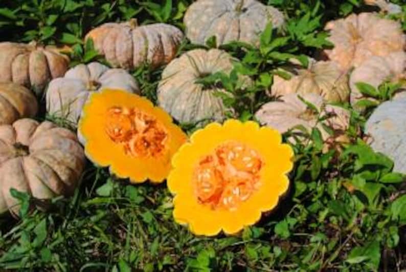 May include: A close-up of a cut pumpkin with bright orange flesh and seeds. The pumpkin is surrounded by whole pumpkins of various sizes and colors, including white, green, and orange.