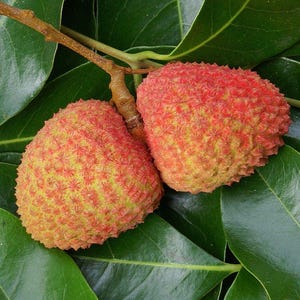 May include: Close-up of two lychee fruits with a textured, bumpy red and yellow skin, attached to a brown stem. The fruits are surrounded by large, glossy green leaves, creating a natural, fresh composition.