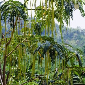 May include: A close-up of a tree with long, green seed pods hanging from the branches. The tree is in a lush, green forest setting.