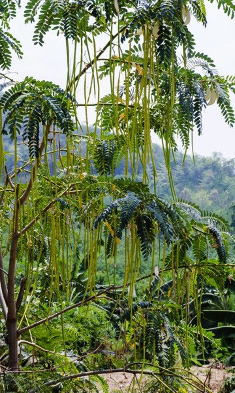 May include: A close-up of a tree with long, green seed pods hanging from the branches. The tree is in a lush, green forest setting.
