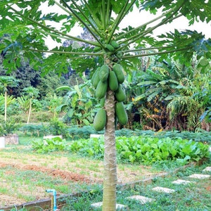 carica papaya seeds