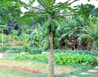 carica papaya seeds