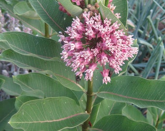 Common North American Milkweed seeds Asclepias syriaca