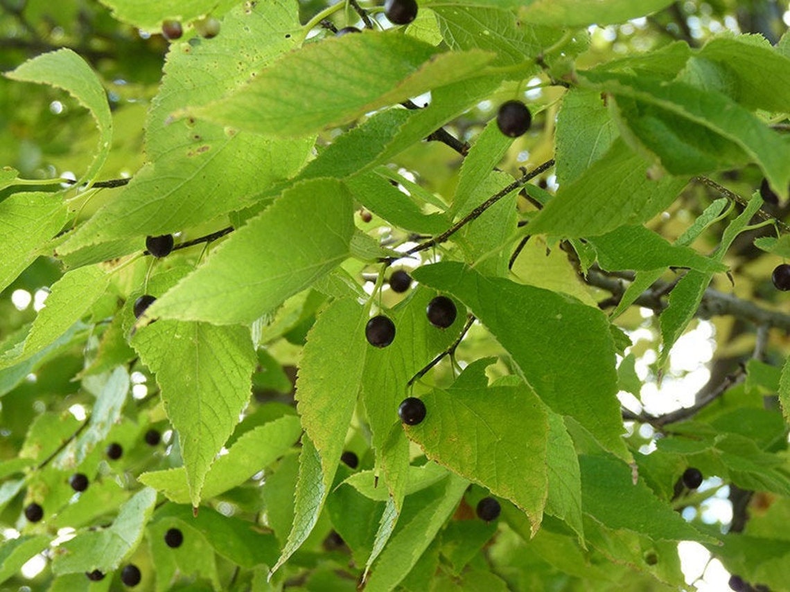25 Northern hackberry seeds Etsy