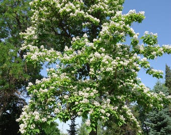 50 Northern Catalpa seeds