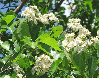 51 washington hawthorn seeds